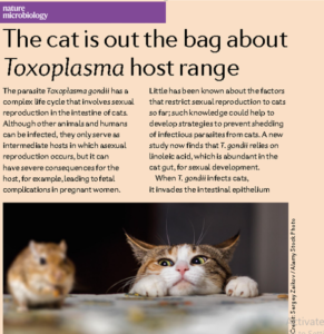 Toxoplasma